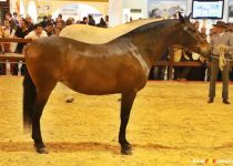 W PANADERA LVIII, DE MARIA FERNANDA DE LA ESCALERA, SUBCAMPEONA DEL MUNDO SICAB 2015 (Copiar)